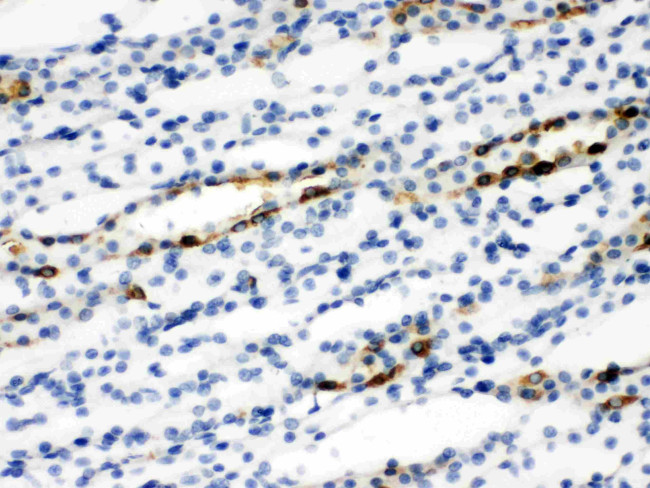 SLC9A2 Antibody in Immunohistochemistry (Paraffin) (IHC (P))