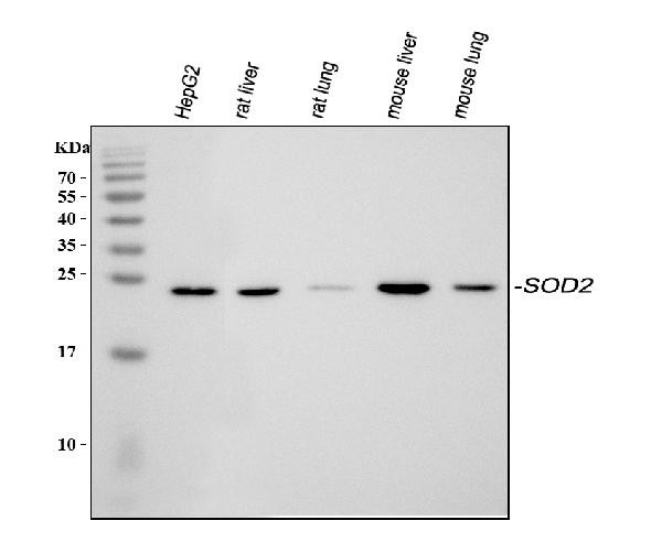 SOD2 (MnSOD) Antibody in Western Blot (WB)
