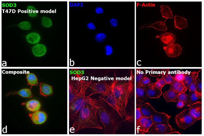 SOD3 Antibody in Immunocytochemistry (ICC/IF)