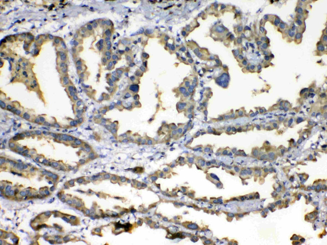 SOD3 Antibody in Immunohistochemistry (Paraffin) (IHC (P))