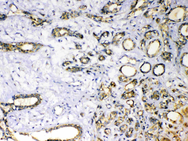 SOD3 Antibody in Immunohistochemistry (Paraffin) (IHC (P))