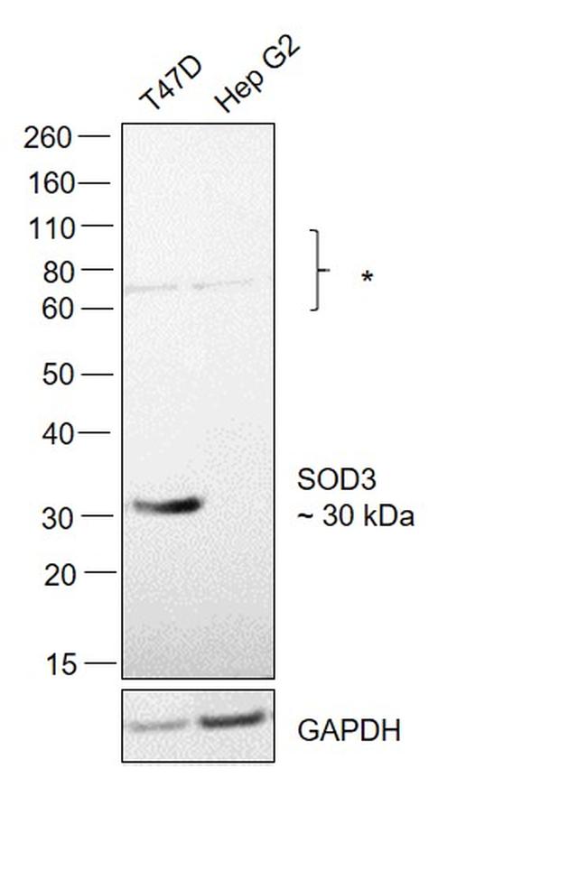 SOD3 Antibody in Western Blot (WB)