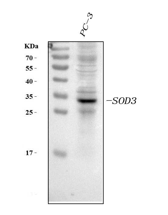 SOD3 Antibody in Western Blot (WB)