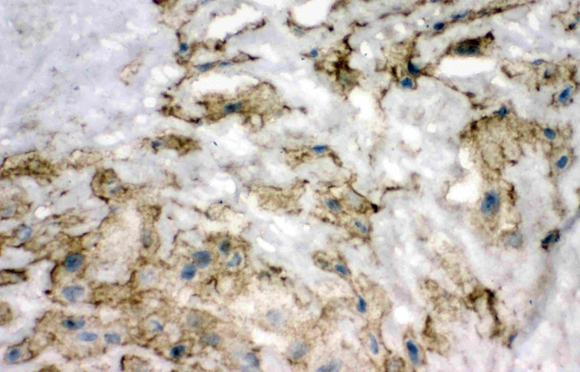 SOD3 Antibody in Immunohistochemistry (Frozen) (IHC (F))