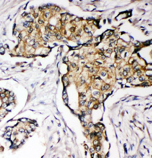 SOD3 Antibody in Immunohistochemistry (Paraffin) (IHC (P))