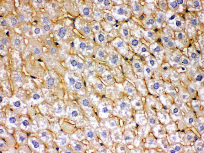 SOD3 Antibody in Immunohistochemistry (Paraffin) (IHC (P))