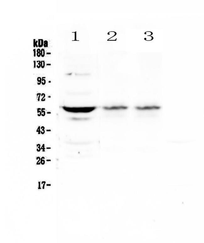 SOX10 Antibody in Western Blot (WB)