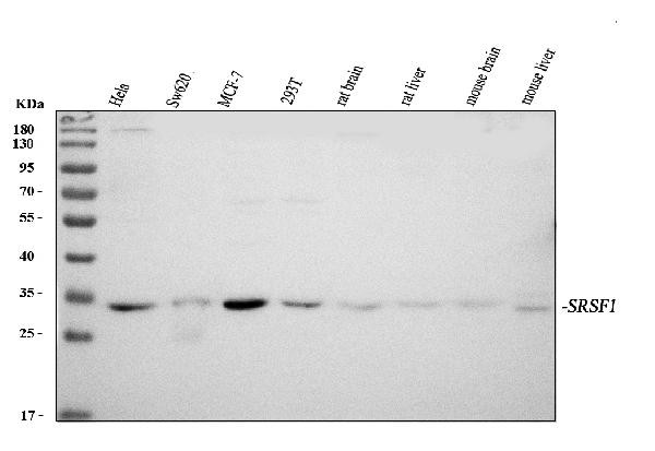 SRSF1 Antibody in Western Blot (WB)