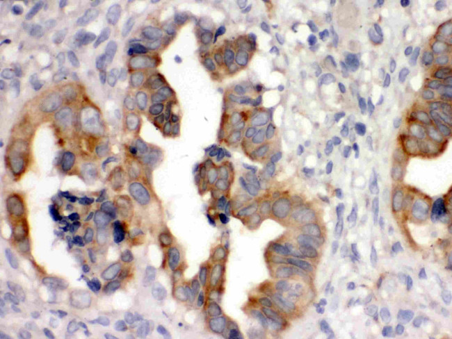 SULT2B1 Antibody in Immunohistochemistry (Paraffin) (IHC (P))