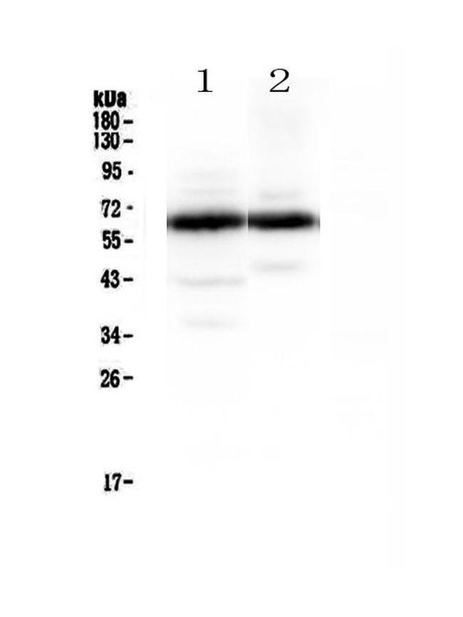 Synaptotagmin 1 Antibody in Western Blot (WB)