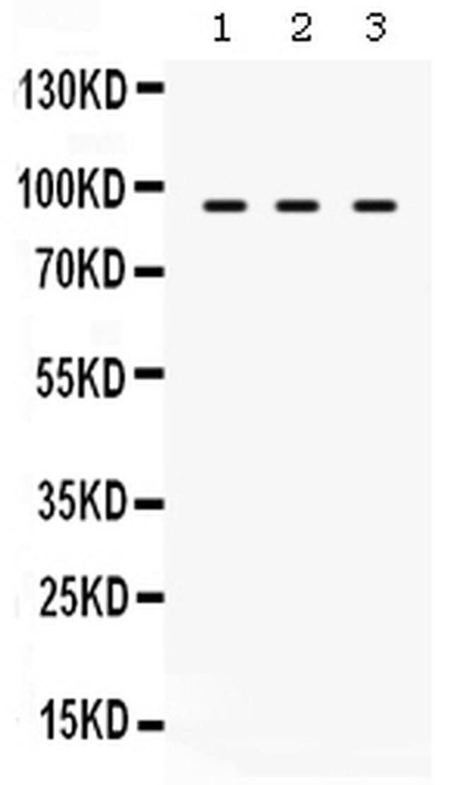 TAP1 Antibody in Western Blot (WB)