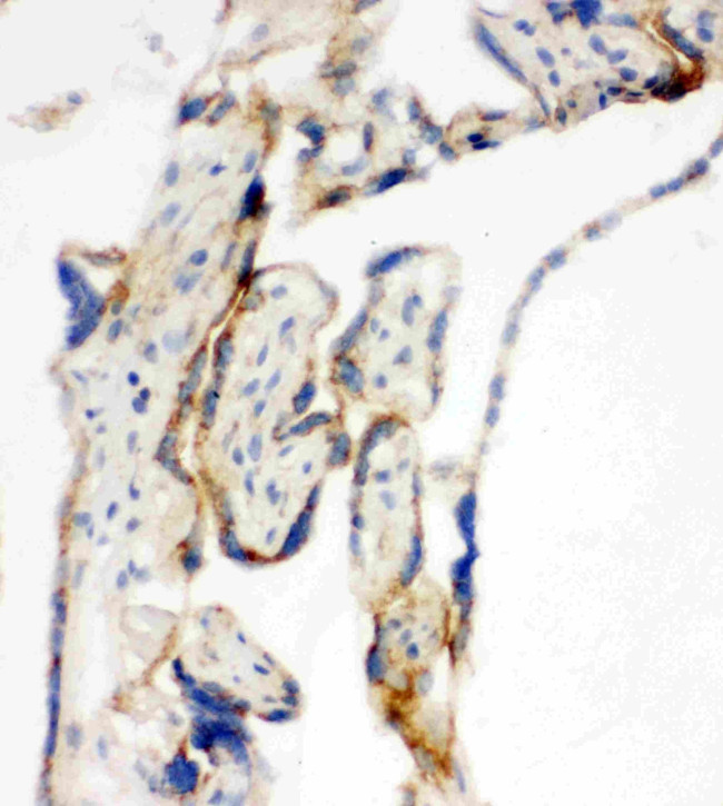 TFAM Antibody in Immunohistochemistry (Frozen) (IHC (F))