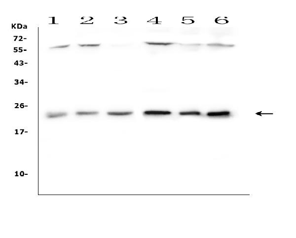 TFAM Antibody in Western Blot (WB)