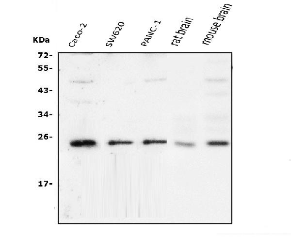 TFAM Antibody in Western Blot (WB)