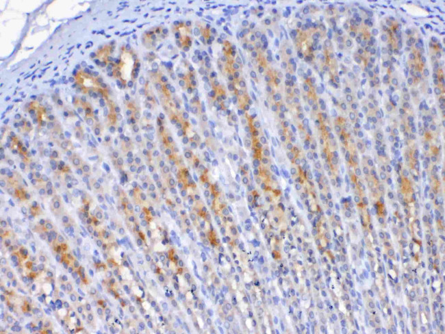 TFF2 Antibody in Immunohistochemistry (Paraffin) (IHC (P))