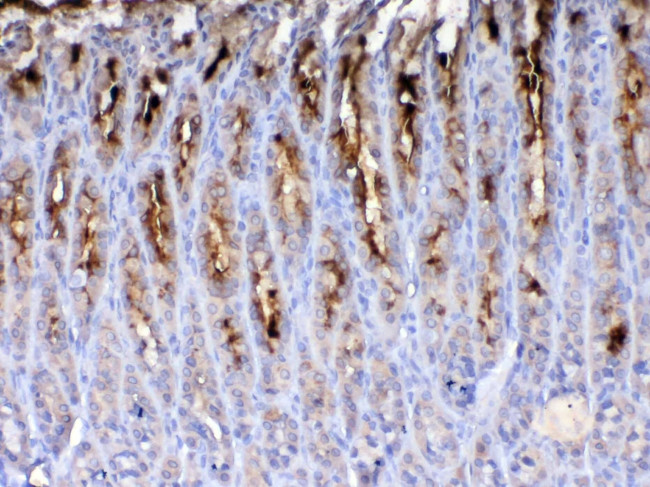 TFF2 Antibody in Immunohistochemistry (Paraffin) (IHC (P))