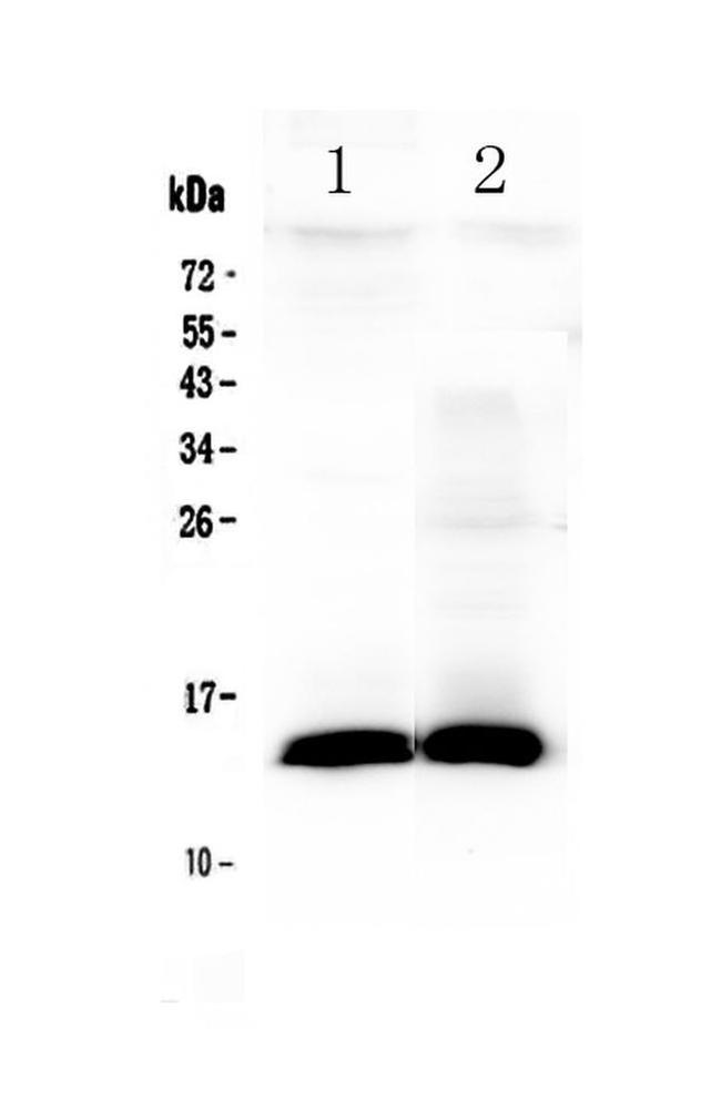 TFF2 Antibody in Western Blot (WB)