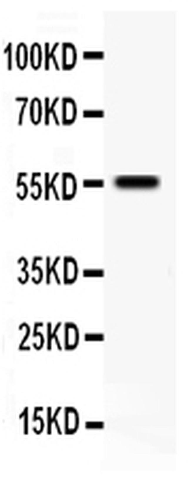 TFPI Antibody in Western Blot (WB)