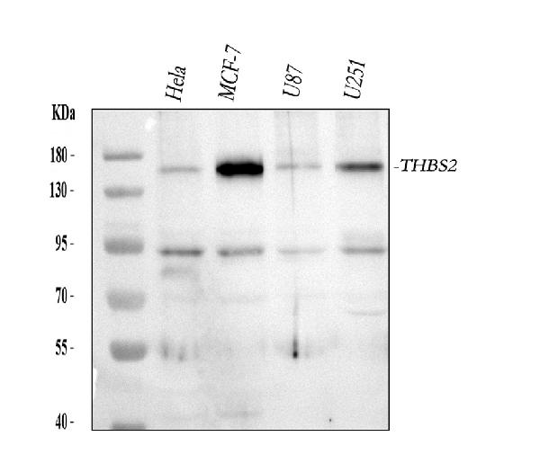 Thrombospondin 2 Antibody in Western Blot (WB)