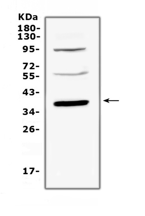 Thrombopoietin Antibody in Western Blot (WB)