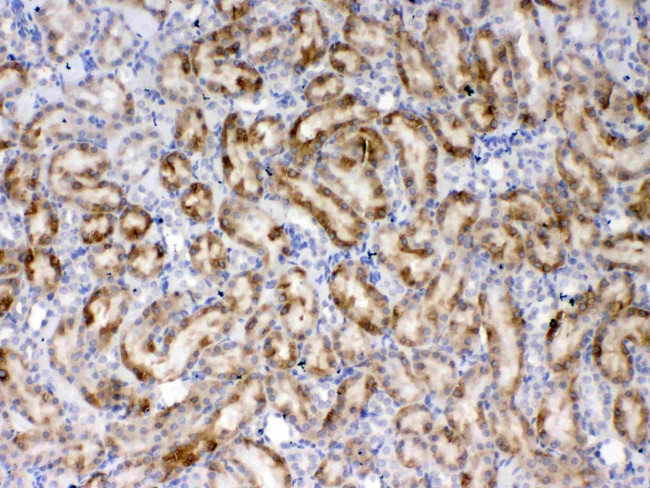 Thrombopoietin Antibody in Immunohistochemistry (Paraffin) (IHC (P))