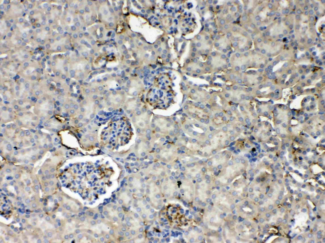 Thrombopoietin Antibody in Immunohistochemistry (Paraffin) (IHC (P))