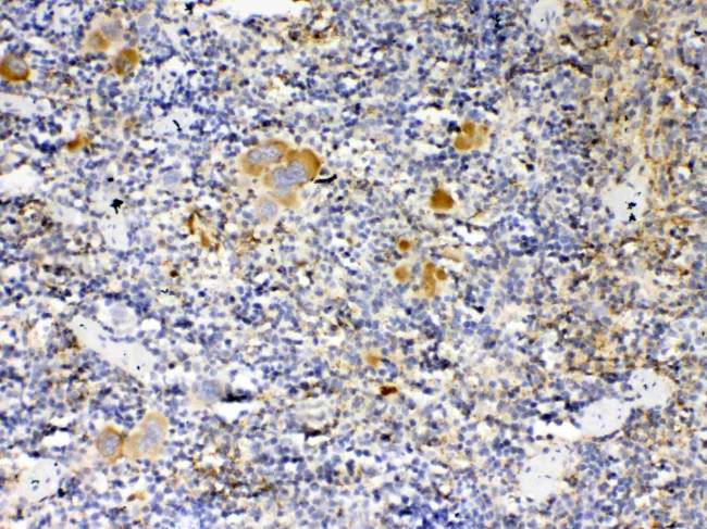 Thrombopoietin Antibody in Immunohistochemistry (Paraffin) (IHC (P))