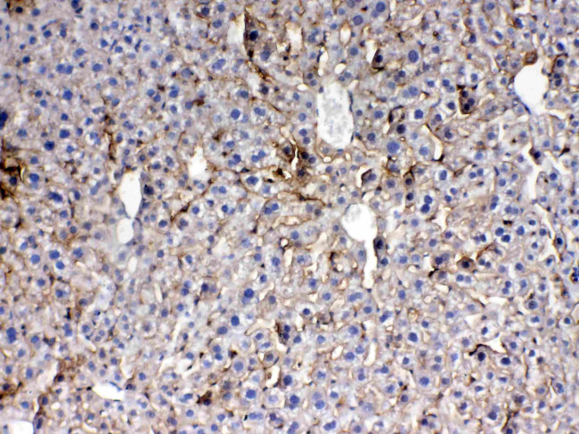 Thrombopoietin Antibody in Immunohistochemistry (Paraffin) (IHC (P))