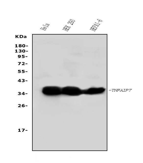 TNFAIP1 Antibody in Western Blot (WB)