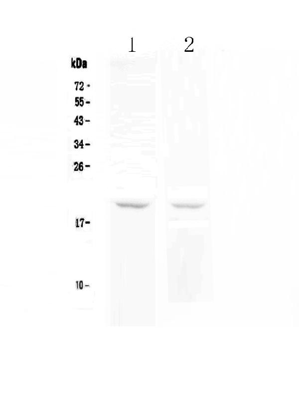 BCMA Antibody in Western Blot (WB)