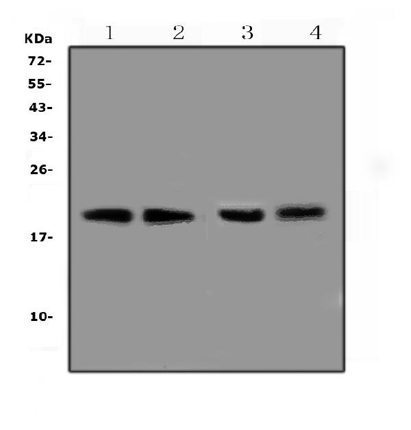 BCMA Antibody in Western Blot (WB)