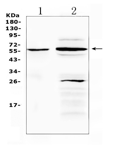 TNFR1 Antibody in Western Blot (WB)