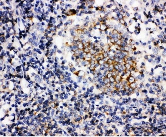 BAFF (BLyS) Antibody in Immunohistochemistry (Paraffin) (IHC (P))