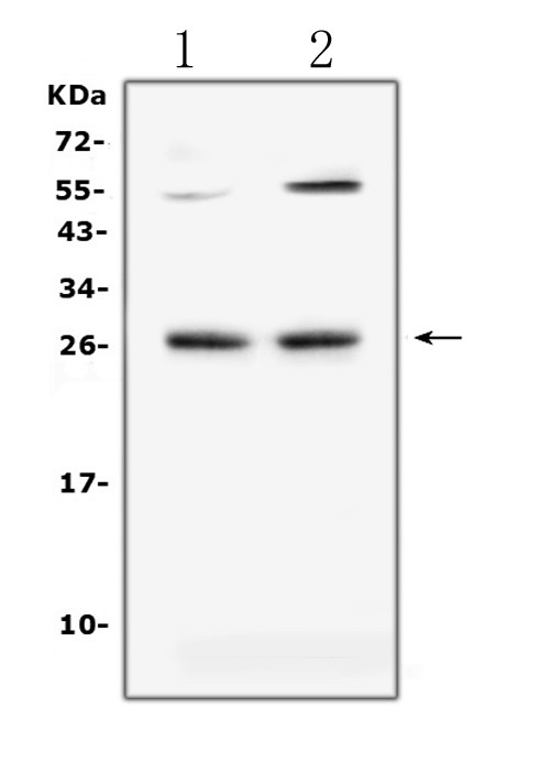 LIGHT Antibody in Western Blot (WB)