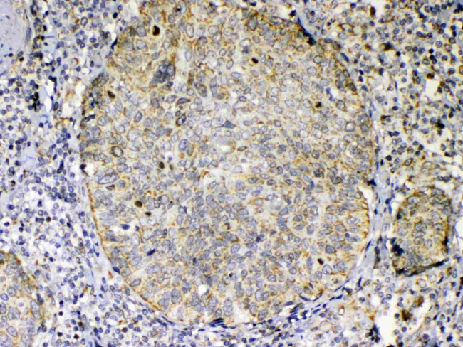 GITRL Antibody in Immunohistochemistry (Paraffin) (IHC (P))