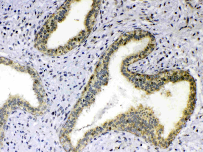 GITRL Antibody in Immunohistochemistry (Paraffin) (IHC (P))