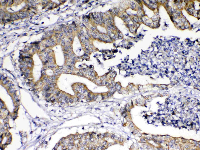 GITRL Antibody in Immunohistochemistry (Paraffin) (IHC (P))