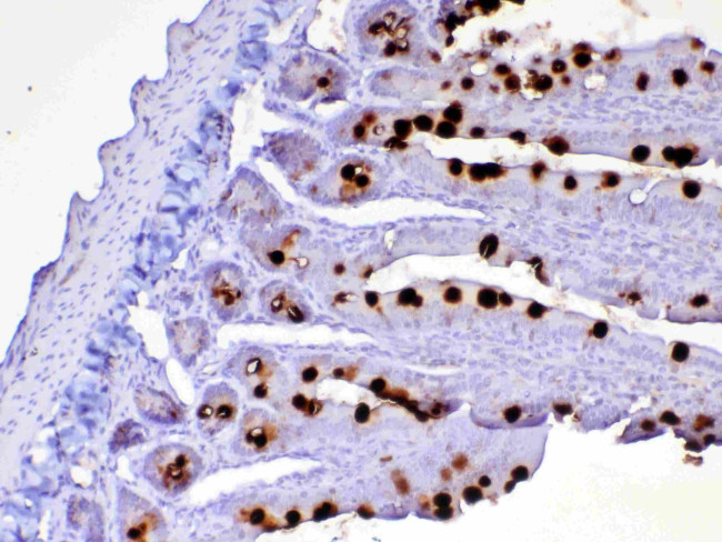 OX40L (CD252) Antibody in Immunohistochemistry (Paraffin) (IHC (P))