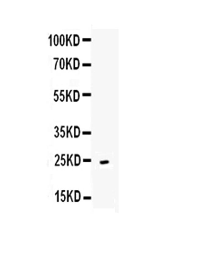 OX40L (CD252) Antibody in Western Blot (WB)