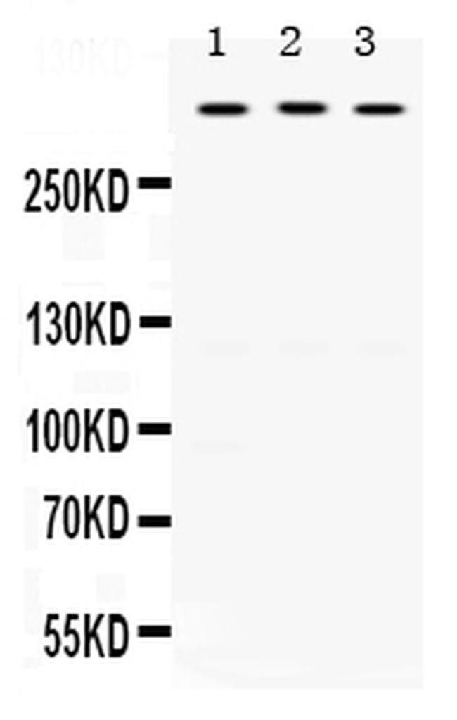 TNXB Antibody in Western Blot (WB)