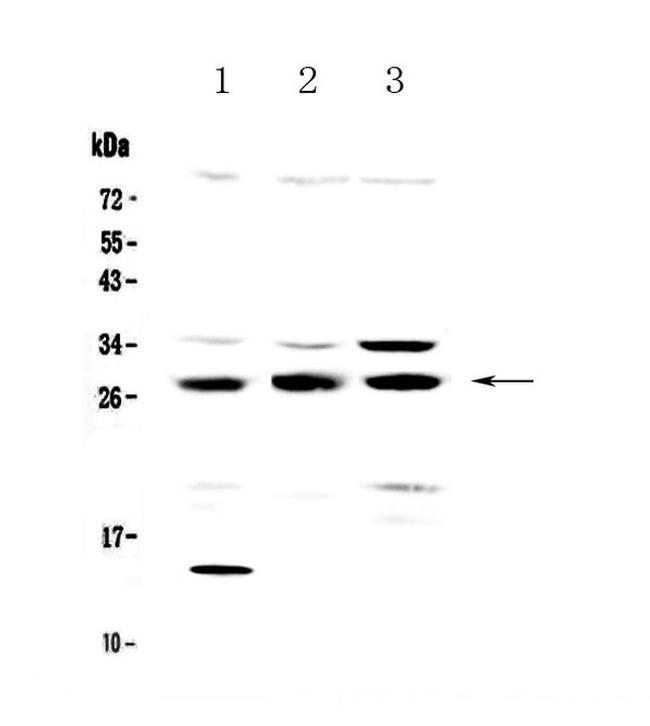 TPMT Antibody in Western Blot (WB)