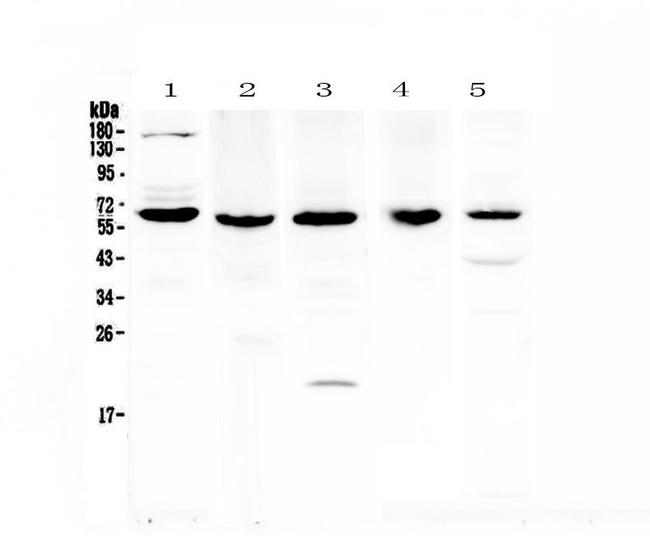 TRAF3 Antibody in Western Blot (WB)