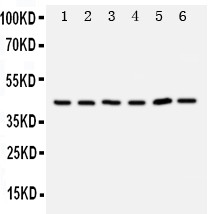 TRAM1 Antibody in Western Blot (WB)