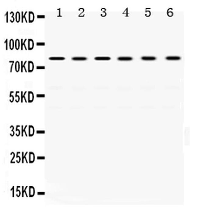 TRAP1 Antibody in Western Blot (WB)