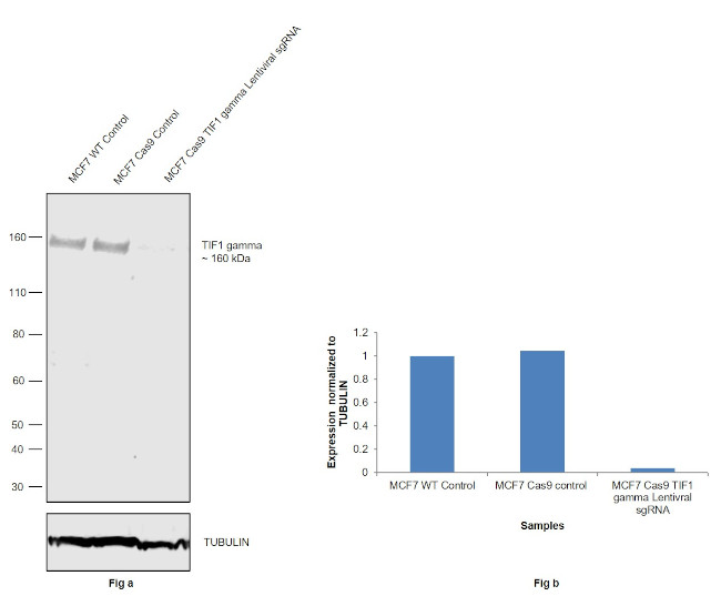 TIF1 gamma Antibody