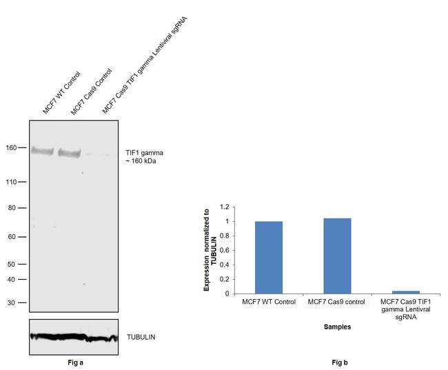 TIF1 gamma Antibody in Western Blot (WB)