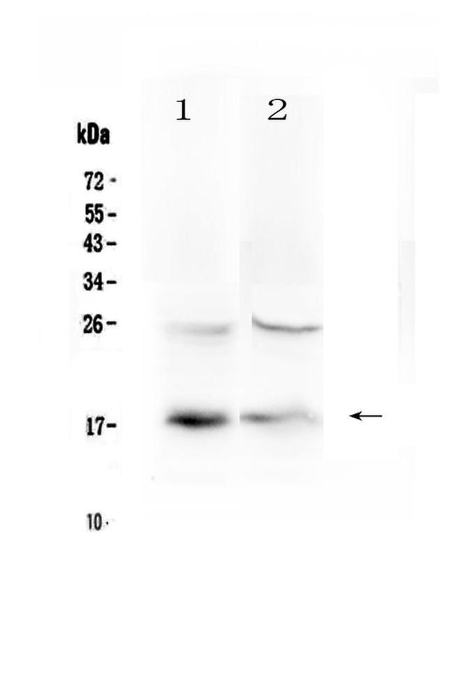 TSLP Antibody in Western Blot (WB)