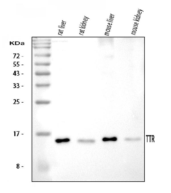 Transthyretin Antibody in Western Blot (WB)