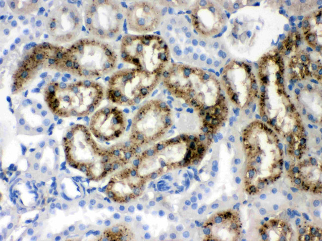 Transthyretin Antibody in Immunohistochemistry (Paraffin) (IHC (P))