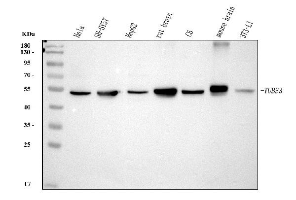 Beta III Tubulin Antibody in Western Blot (WB)